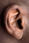 image of ear #17