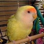 image of bird
