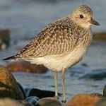 image of grey_plover