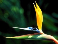 image of bird_of_paradise_flower #33