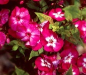 image of flower