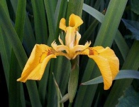 image of yellow_iris #43