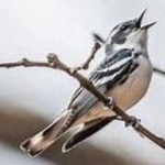 image of bird