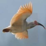 image of asian_crested_ibis #25
