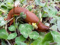 image of slug