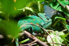 image of african_chameleon