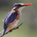 image of bird