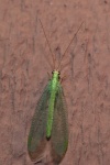 image of lacewing