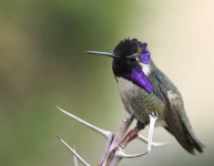 image of hummingbird