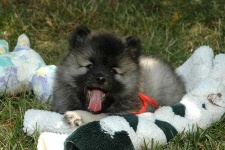 image of keeshond