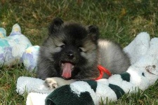 image of keeshond #25