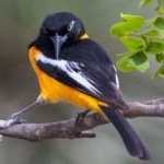 image of bird
