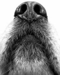 image of dog_nose