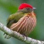 image of bird