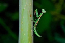 image of mantis
