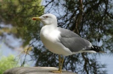 image of albatross