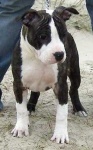 image of american_staffordshire_terrier #16