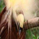 image of bird