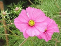 image of flower