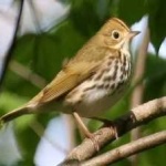 image of bird