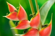 image of tropical_forest