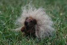 image of porcupine