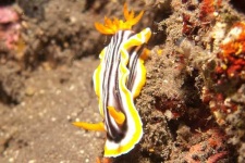 image of sea_slug #14