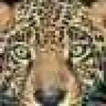 image of jaguar_car