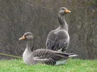 image of goose