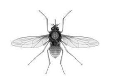 image of fly #0