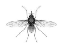 image of animal