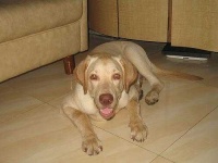 image of labrador_retriever