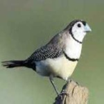 image of bird