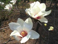 image of magnolia #9