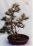 image of bonsai #13