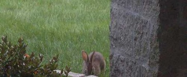 image of wood_rabbit