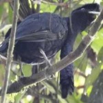 image of bird