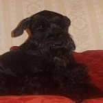 image of animal
