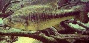 image of animal