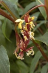 image of flower
