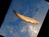 image of fish