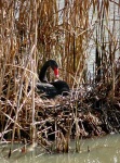 image of black_swan #4