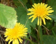 image of flower