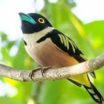 image of bird