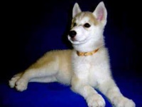 image of siberian_husky #3