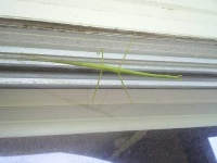 image of walking_stick