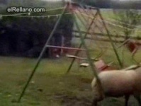 image of swing