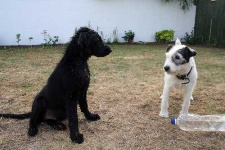 image of flat_coated_retriever