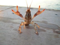 image of crayfish