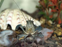 image of crayfish